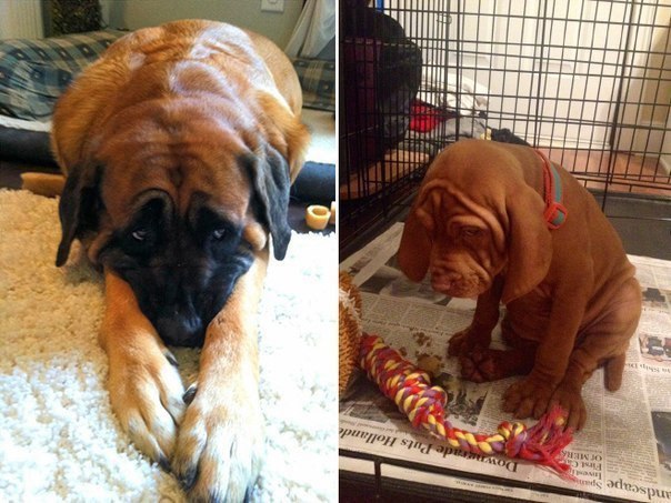 Нашкодившие собачки, которых просто невозможно ругать! 