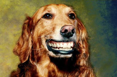 Собака улыбака