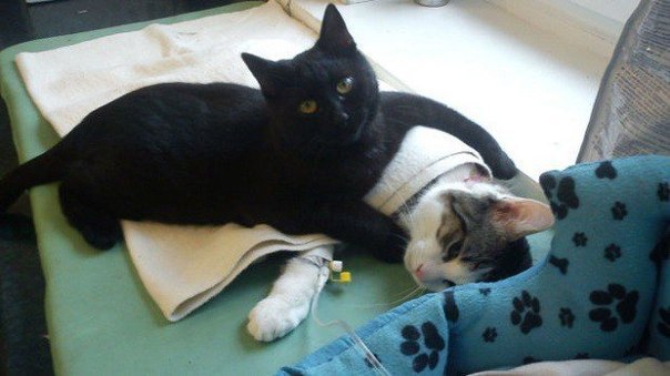 Котик-медбрат помогает сородичам восстанавливаться после операций