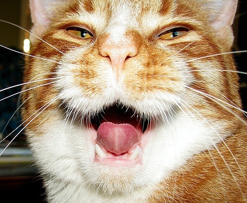 Подборка приколов про котэ