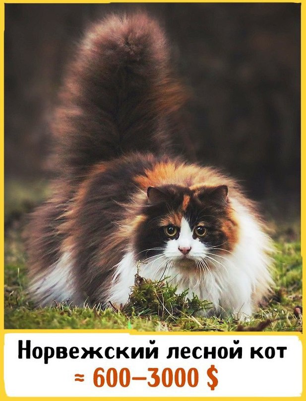 19 невероятных котов, которые стоят целое состояние