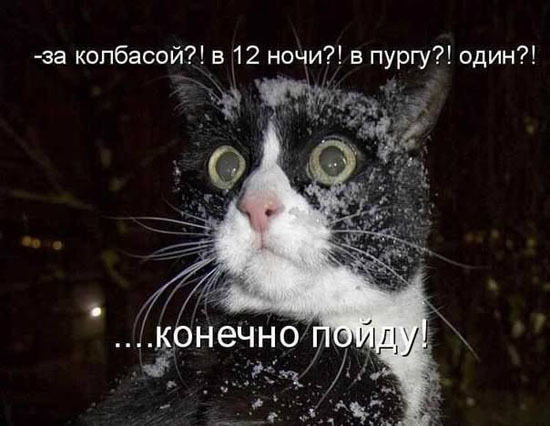 ТОП лучших котоматриц