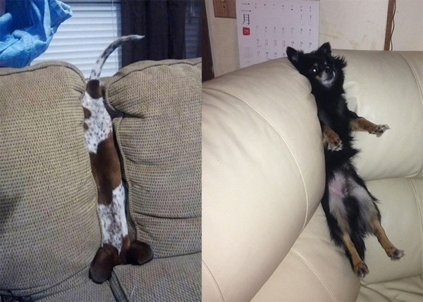 Животные, проигравшие битву с мебелью