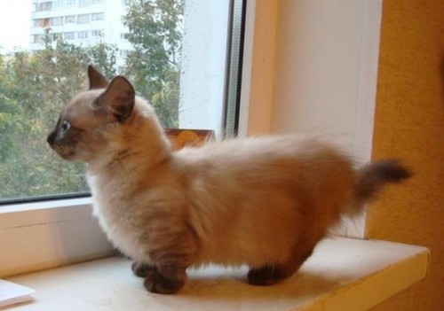 Кошки коротконожки