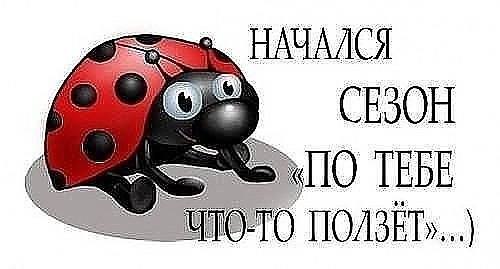 Начался сезон букашек