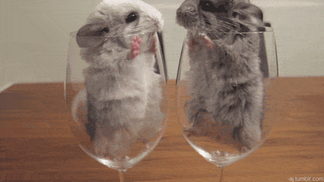 Животные анимашки (gif)