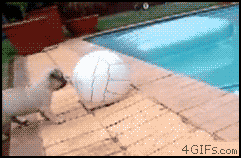 Животные анимашки (gif)