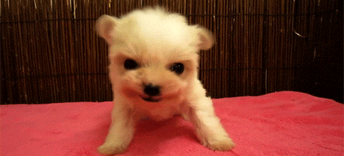 Животные анимашки (gif)