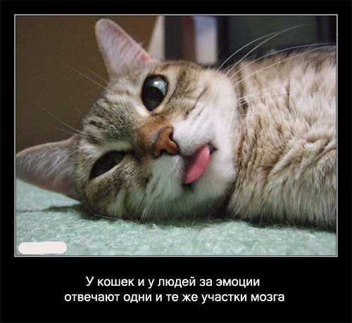 Факты про котов