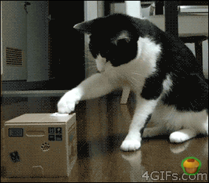 Как удивить кота