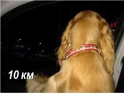 Собака которая любит скорость