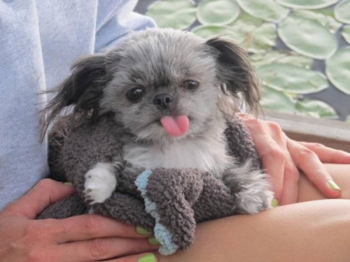 Собаки умиляки