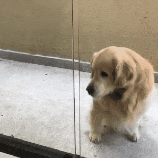 Любопытный нос