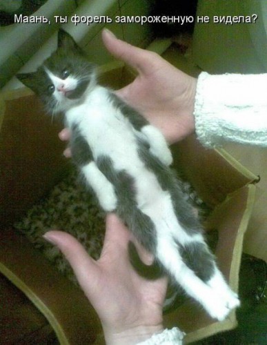 Веселая котоматрица