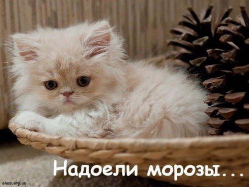 Лучшие котоматрицы