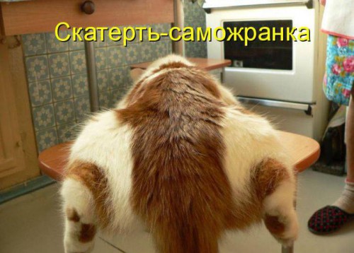 Пятничные котоматрицы