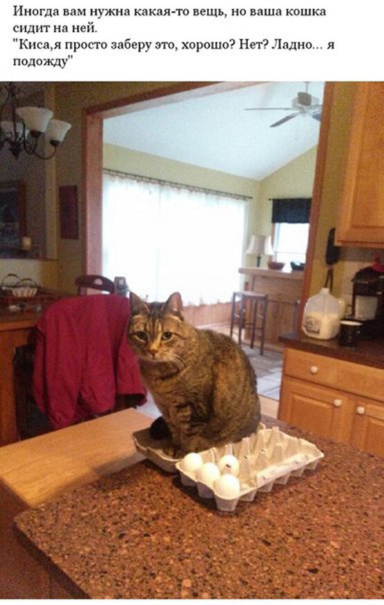 Если у вас есть кот, то: