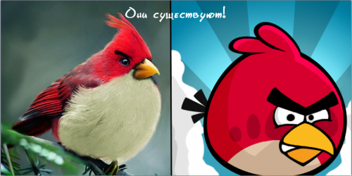 Angry Birds существуют!