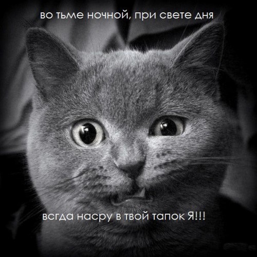 Классные приколы про котов