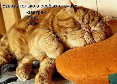 Смешной кот