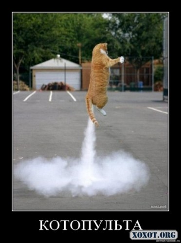 Петрович, ссука, что за Вискас ты мне дал?!!!