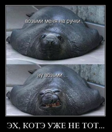 Смешной демотиватор про котэ