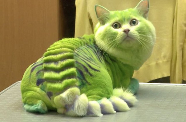 Мой хозяин - идиот