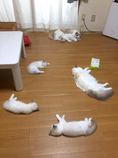 Утро после праздника