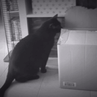 Ловушка для котов