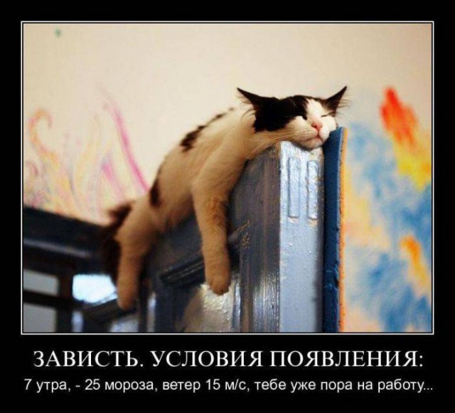 Демотиваторы про котов