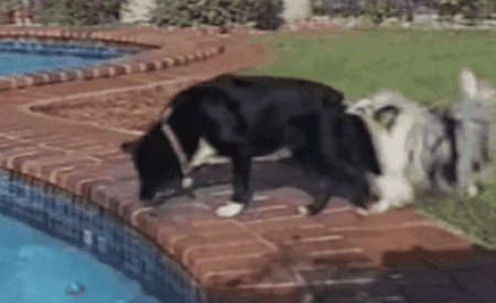 Друг в беде не бросит