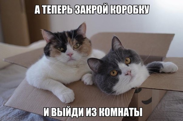 Смешная картинка про котов