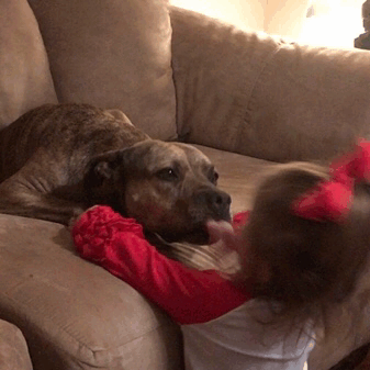 Собачьи нежности