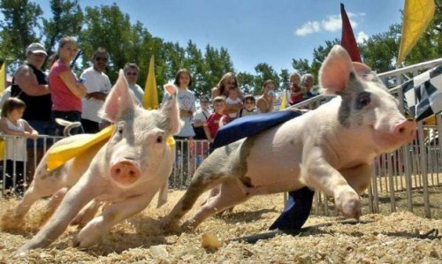 cмешные животные