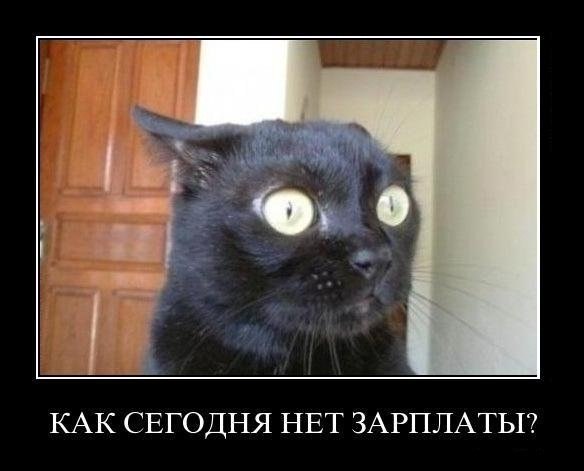 Демотиватор про котэ