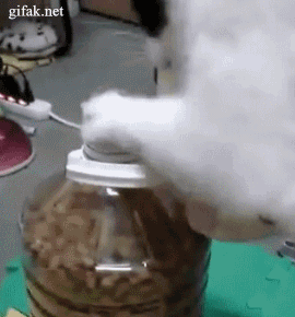 Умный котик