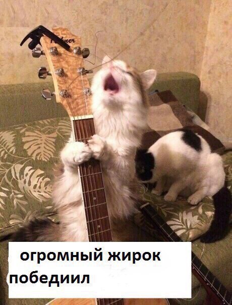 Грустная песня в исполнении кота