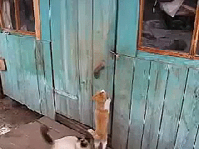 Няшные воришки