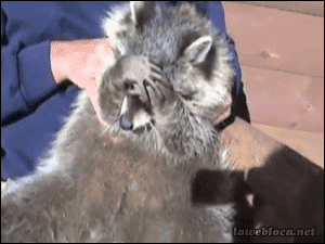 Будни енотов