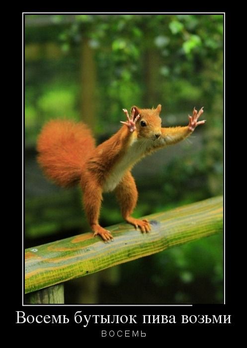 Демотиватор про белочку