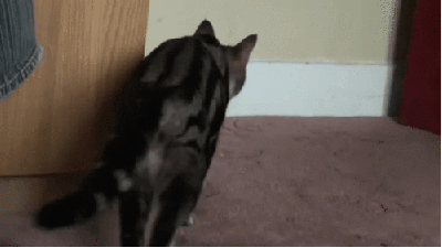 Поиграем в прятки