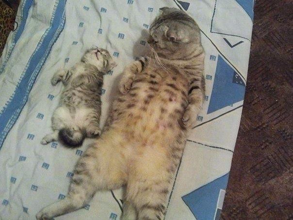 Интересно, уснул или притворяется?