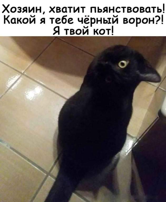 Ворон или кот?