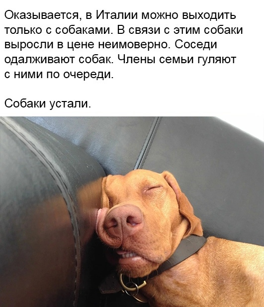 Коронавирус и собаки