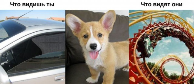 Мир глазами зверушек