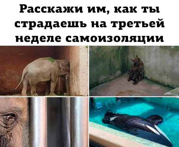 Да что ты знаешь о самоизоляции