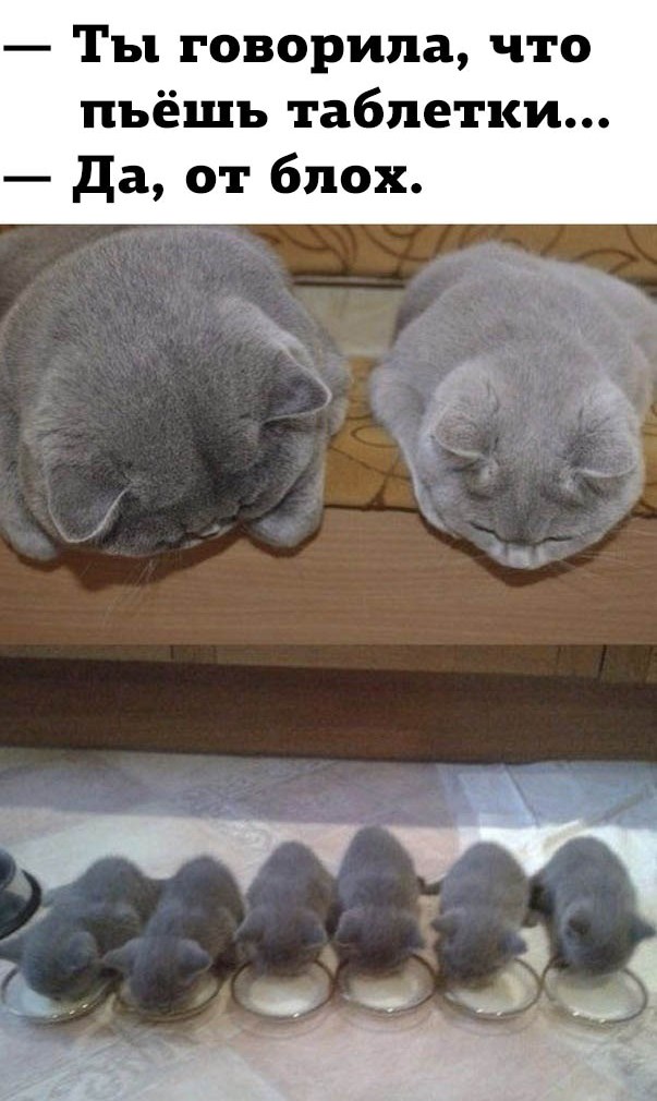 Таблетки от блох