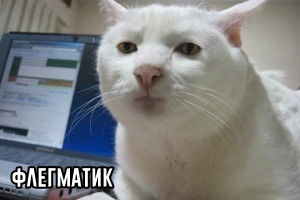 Виды темпераментов наглядно