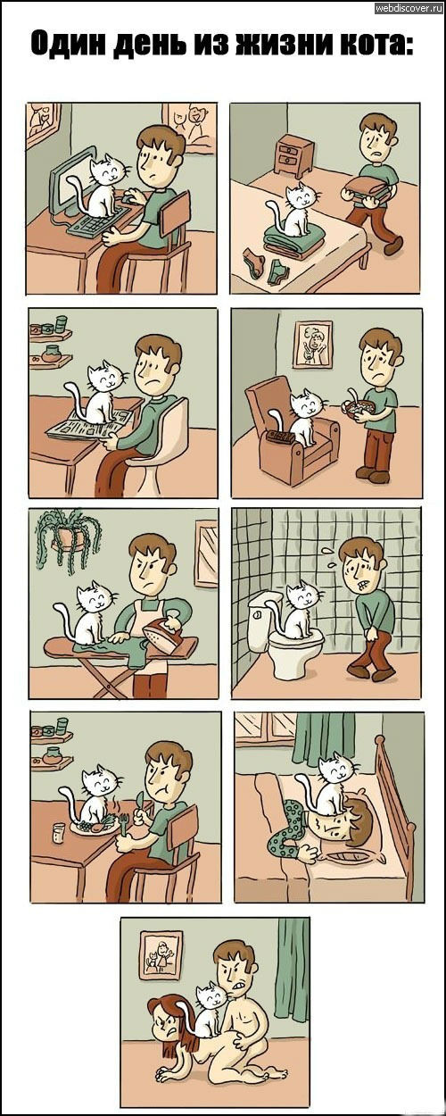 Один день из жизни кота