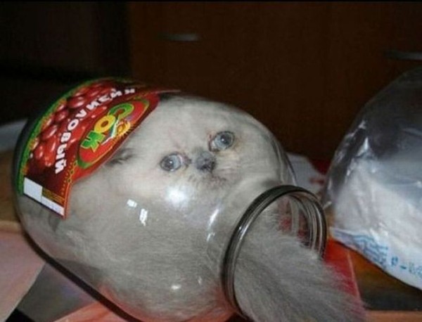 Вездесущие коты